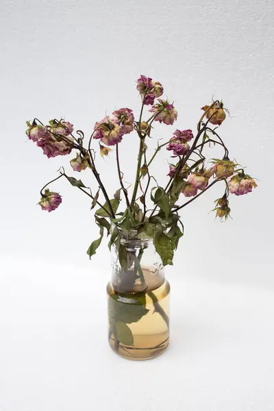 Bouquet of wilted roses in a glass jar. It s located on a white background. Close-up.
