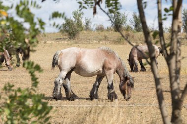 Branson soyunun güçlü ve güçlü atları. Yakın plan..