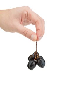 Bir el bir demet üzüm tutar. Beyaz arka planda izole edilmiş. Olgun mavi üzüm dalı. Mesaj için yer var. Yakın plan..