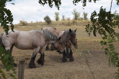 Branson soyunun güçlü ve güçlü atları. Yakın plan..