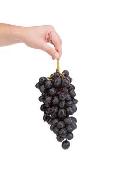 Ręka Trzyma Garść Winogron Odizolowany Białym Tle Gałąź Dojrzałych Winogron — Zdjęcie stockowe