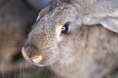 Çiftlikteki sevimli tavşanlar. Yakın plan..