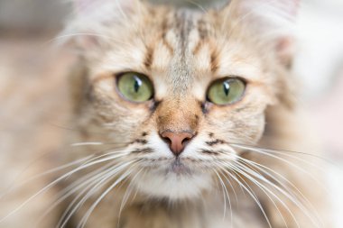 Yeşil gözlü bir kedi yüzü. Yakın plan..