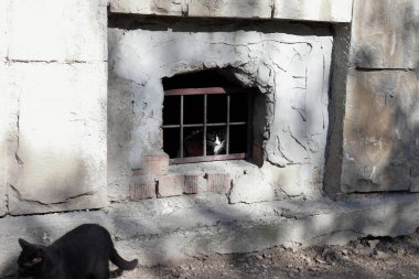 Kedi bodrumda parmaklıkların arkasında. Yakın plan..