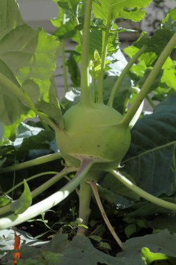 Kohlrabi dev beyaz yakın plan biyo-hasat büyük yetişmiş kereste detayı sera kök tarlası şalgam Alman tarım bahçesi organik Brassica oleracea gongylodes Avrupa