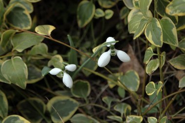 İki çiçek Galanthus veya Snowdrop veya Galanthus elwesii. Yakın plan..