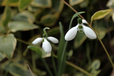 İki çiçek Galanthus veya Snowdrop veya Galanthus elwesii. Yakın plan..