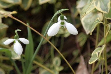 İki çiçek Galanthus veya Snowdrop veya Galanthus elwesii. Yakın plan..