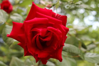 Yalnız bir kırmızı gül çiçeği. Yakın plan. Arka plan yeşil..