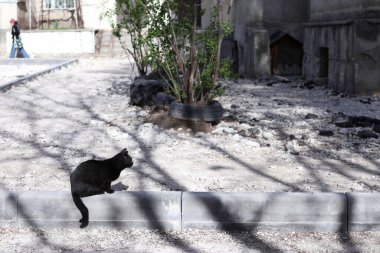 Siyah bir sokak kedisi güneşin tadını çıkarıyor. Yakın plan..