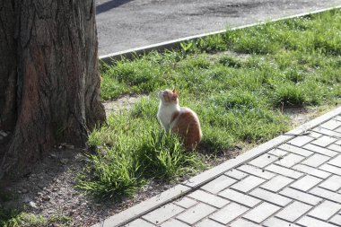 Kedi bir ağaçta av arıyor. Şehir ortamında yaşayan hayvanlar. Yakın plan..