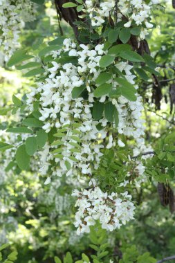 Siyah çekirgeden oluşan güzel beyaz çiçekler (Robinia psödoacia), çiçek desenli akasya ağacı..