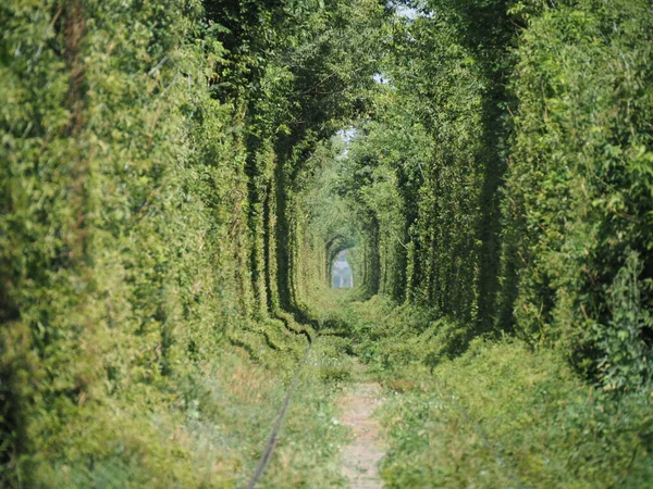 Railway track in a tunnel of green trees