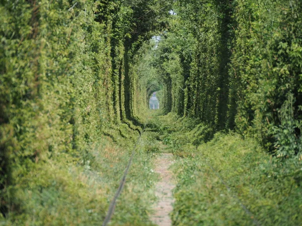 stock image Railway track in a tunnel of green trees