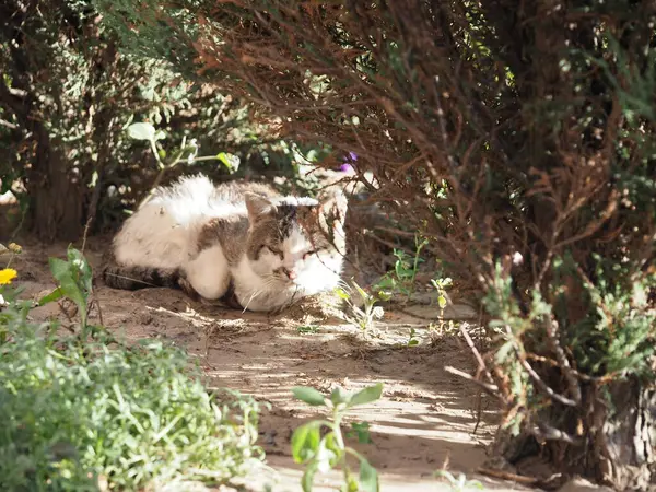 노부인 고양이의 — 스톡 사진