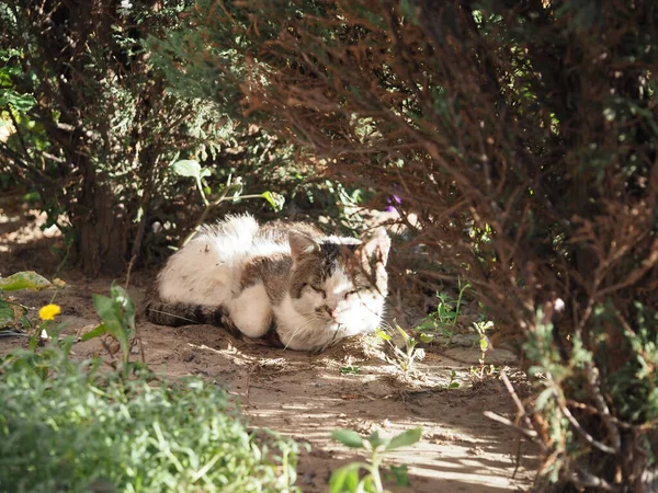 노부인 고양이의 — 스톡 사진