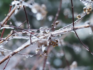 Buzlu ağaç dalı, yakın plan.