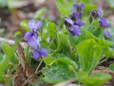 Bahar Ormanı menekşesi Yaprakları yakın çekim