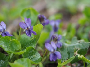 Bahar Ormanı menekşesi Yaprakları yakın çekim