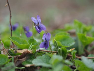 Bahar Ormanı menekşesi Yaprakları yakın çekim