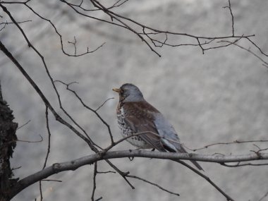 Yapraksız bir dalda gri ardıç kuşu