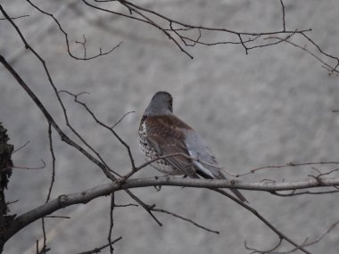 Yapraksız bir dalda gri ardıç kuşu