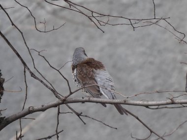 Yapraksız bir dalda gri ardıç kuşu