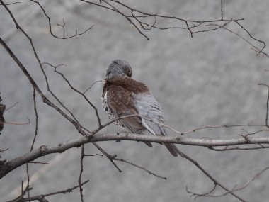 Yapraksız bir dalda gri ardıç kuşu