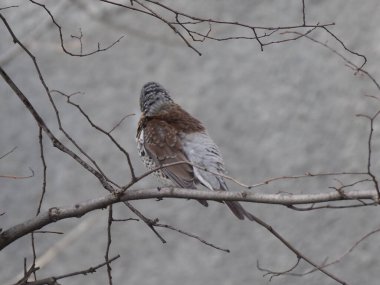Yapraksız bir dalda gri ardıç kuşu