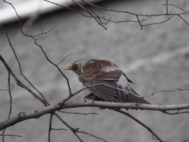 Yapraksız bir dalda gri ardıç kuşu