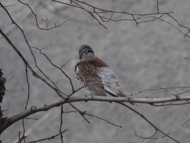 Yapraksız bir dalda gri ardıç kuşu