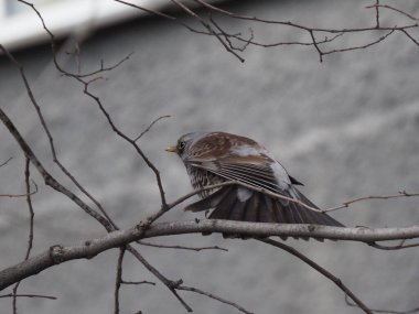 Yapraksız bir dalda gri ardıç kuşu