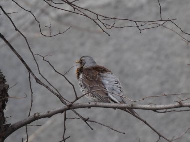 Yapraksız bir dalda gri ardıç kuşu