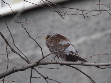 Yapraksız bir dalda gri ardıç kuşu