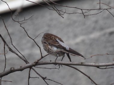 Yapraksız bir dalda gri ardıç kuşu
