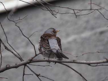 Yapraksız bir dalda gri ardıç kuşu