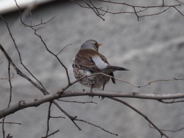 Yapraksız bir dalda gri ardıç kuşu