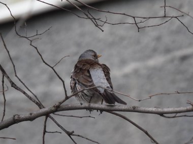 Yapraksız bir dalda gri ardıç kuşu