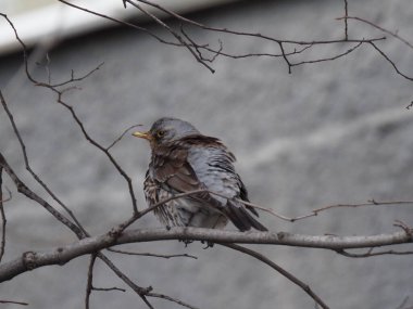 Yapraksız bir dalda gri ardıç kuşu