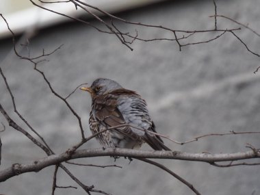 Yapraksız bir dalda gri ardıç kuşu