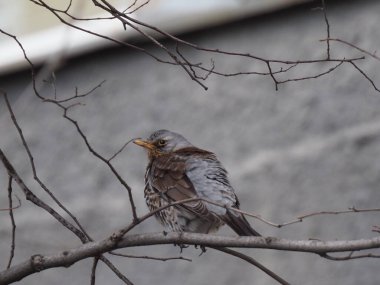 Yapraksız bir dalda gri ardıç kuşu