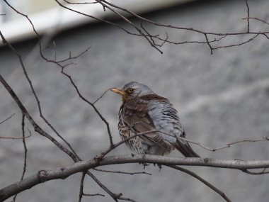 Yapraksız bir dalda gri ardıç kuşu