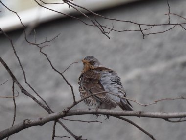 Yapraksız bir dalda gri ardıç kuşu
