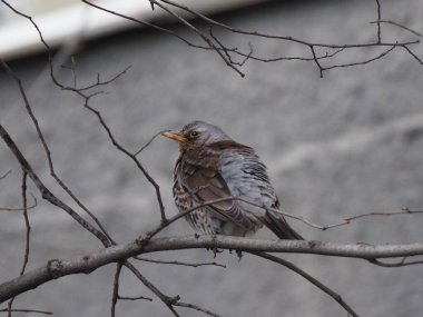 Yapraksız bir dalda gri ardıç kuşu