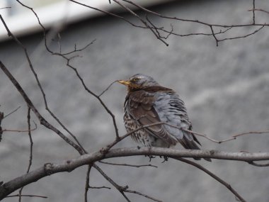 Yapraksız bir dalda gri ardıç kuşu