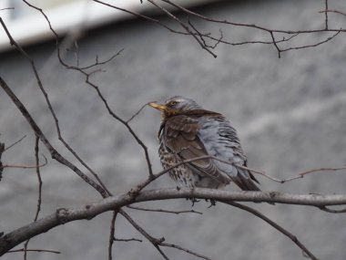 Yapraksız bir dalda gri ardıç kuşu