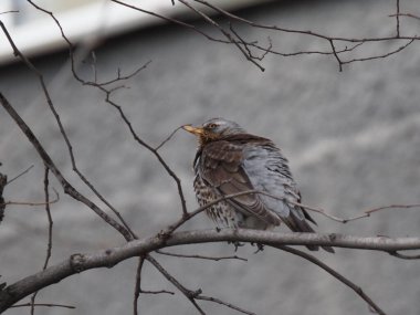 Yapraksız bir dalda gri ardıç kuşu