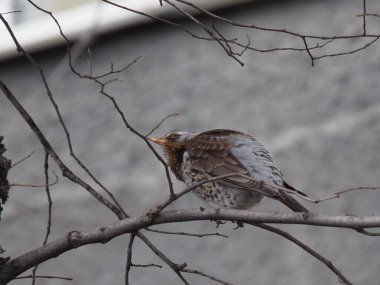 Yapraksız bir dalda gri ardıç kuşu