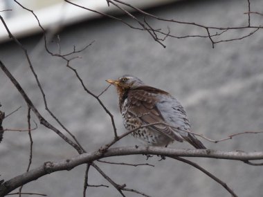 Yapraksız bir dalda gri ardıç kuşu