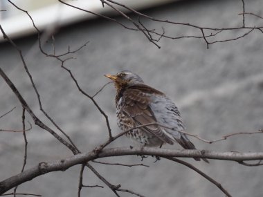 Yapraksız bir dalda gri ardıç kuşu